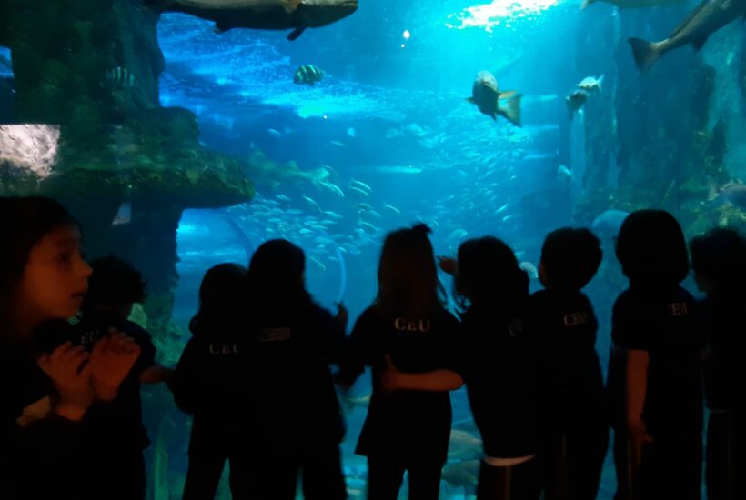 file9 57 1 &bull; Infantil visita el Aquarium ¡y duerme con tiburones!